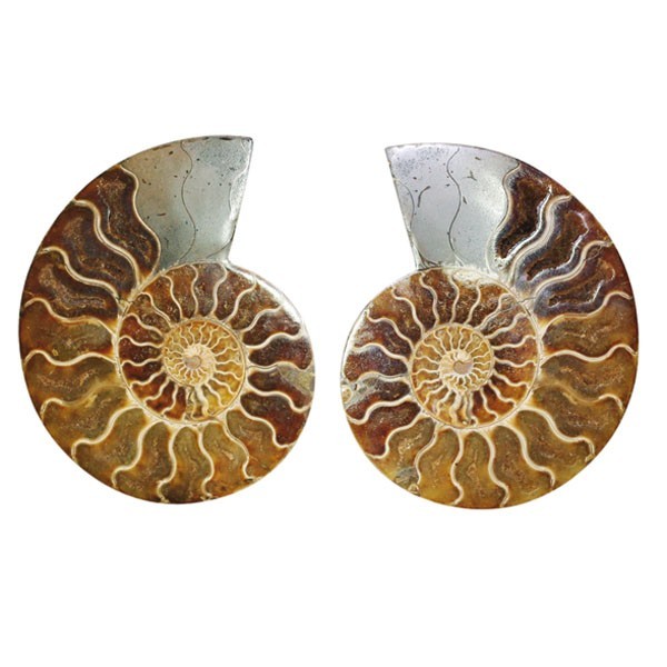 Ammonite