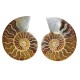 Ammonite